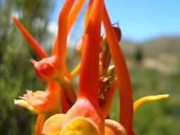 Disa porrecta crooked spur